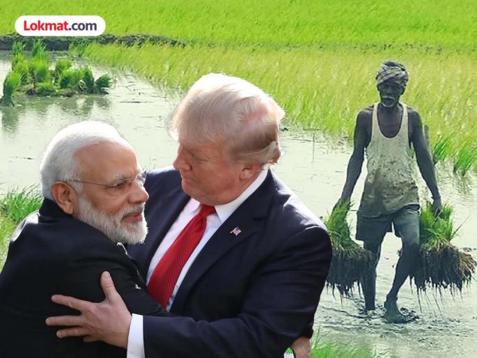 India-US trade deal allows free import of GM maize, hinders production? | भारत-अमेरिका व्यापारी करारामुळे जीएम मक्याची मुक्त आयात, उत्पादनाला आडकाठी का? India-US trade deal allows free import of GM maize, hinders production? | भारत-अमेरिका व्यापारी करारामुळे जीएम मक्याची मुक्त आयात, उत्पादनाला आडकाठी का?