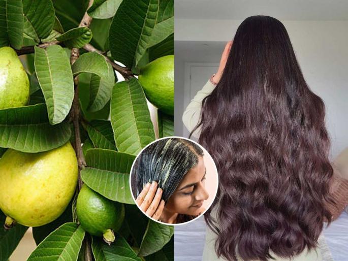 Guava Leaves For Hair Growth And Thick Hairs : Use Guava Leaves Water To Get Thick Hairs | केस गळणं थांबवतात पेरुची पानं, 'या' पद्धतीनं लावा-दाट, सुंदर केसांसाठी सोपा उपाय Guava Leaves For Hair Growth And Thick Hairs : Use Guava Leaves Water To Get Thick Hairs | केस गळणं थांबवतात पेरुची पानं, 'या' पद्धतीनं लावा-दाट, सुंदर केसांसाठी सोपा उपाय