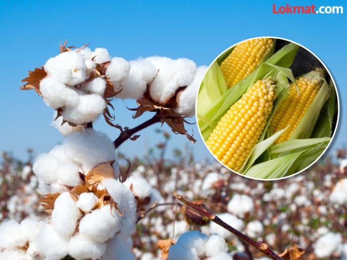 'Trade deal' hits! Cotton, soybean, corn prices fall, prices down by 7 to 10 percent | 'ट्रेड डील'चा फटका ! कापूस, सोयाबीन, मक्याच्या दरात घसरण, ७ ते १० टक्क्यांनी दर उतरले 'Trade deal' hits! Cotton, soybean, corn prices fall, prices down by 7 to 10 percent | 'ट्रेड डील'चा फटका ! कापूस, सोयाबीन, मक्याच्या दरात घसरण, ७ ते १० टक्क्यांनी दर उतरले