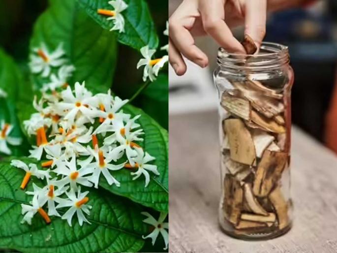 How To Plant Banana Peel Bio Enzyme For Night Flower Jasmin Or Parijatak Plant | पारिजातकाचा पडेल अंगणात सडा-झाडाला ‘हे’ घरगुती खत घाला-केळीचा अगदी सोपा उपाय How To Plant Banana Peel Bio Enzyme For Night Flower Jasmin Or Parijatak Plant | पारिजातकाचा पडेल अंगणात सडा-झाडाला ‘हे’ घरगुती खत घाला-केळीचा अगदी सोपा उपाय