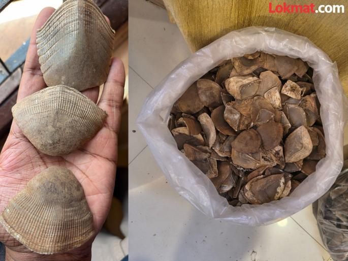 Pangolin smuggling network busted! Nagpur DRI conducts film style operation in Chhattisgarh; Three arrested | पँगोलिन तस्करीचे जाळे उद्ध्वस्त ! नागपूर DRI कडून छत्तीसगडमध्ये फिल्मी स्टाईल कारवाई; तिघांना बेड्या Pangolin smuggling network busted! Nagpur DRI conducts film style operation in Chhattisgarh; Three arrested | पँगोलिन तस्करीचे जाळे उद्ध्वस्त ! नागपूर DRI कडून छत्तीसगडमध्ये फिल्मी स्टाईल कारवाई; तिघांना बेड्या