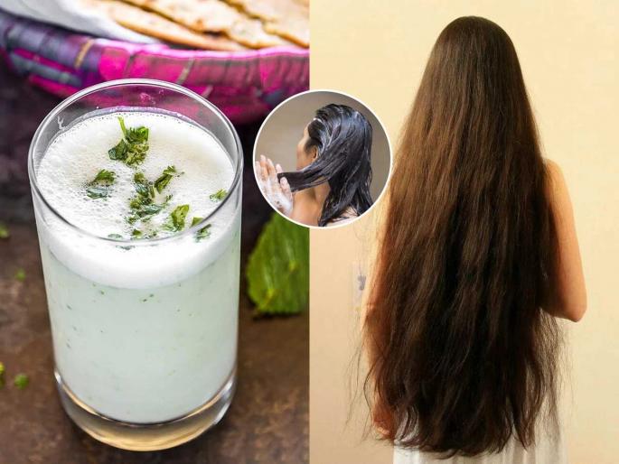 Try the traditional remedy of washing your hair with buttermilk | केस खूपच गळतात? ताकाने केस धुण्याचा पारंपारीक उपाय पाहा नेमका कसा करायचा.. Try the traditional remedy of washing your hair with buttermilk | केस खूपच गळतात? ताकाने केस धुण्याचा पारंपारीक उपाय पाहा नेमका कसा करायचा..