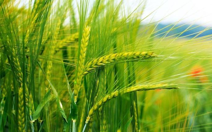 Global warming will reduce corn production, increase wheat; NASA report | ग्लाेबल वार्मिंगमुळे मक्याचे उत्पादन घटणार, गव्हाचे वाढणार; नासाचा अहवाल Global warming will reduce corn production, increase wheat; NASA report | ग्लाेबल वार्मिंगमुळे मक्याचे उत्पादन घटणार, गव्हाचे वाढणार; नासाचा अहवाल