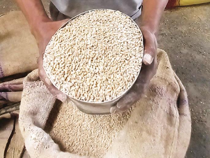 Is the wheat in the barn not infected at home? Take a look, what will be the solution | घरात कोठीतील गव्हाला कीड लागली नाही ना? एकदा बघून घ्या, काय करणार उपाय Is the wheat in the barn not infected at home? Take a look, what will be the solution | घरात कोठीतील गव्हाला कीड लागली नाही ना? एकदा बघून घ्या, काय करणार उपाय