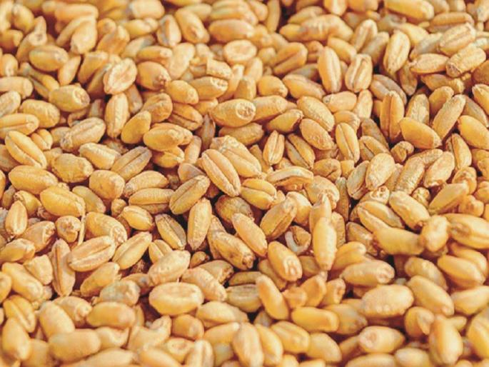 price rises of Wheat from Madhya Pradesh in Aurangabad market | औरंगाबाद बाजारपेठेत मध्यप्रदेशातील गव्हाला चढला ‘भाव’ price rises of Wheat from Madhya Pradesh in Aurangabad market | औरंगाबाद बाजारपेठेत मध्यप्रदेशातील गव्हाला चढला ‘भाव’