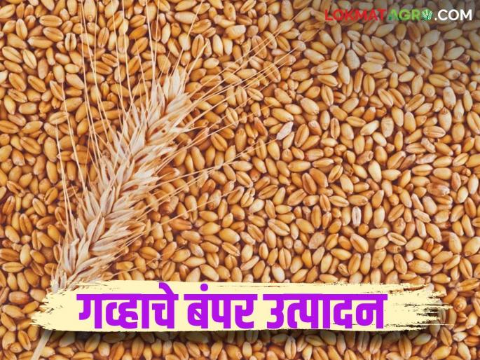 Wheat Production : This year, wheat will be harvested in bumper quantities worldwide; How much will the production increase? | Wheat Production : यंदा जगभरात गहू बंपर पिकणार; उत्पादनात किती वाढ होणार? Wheat Production : This year, wheat will be harvested in bumper quantities worldwide; How much will the production increase? | Wheat Production : यंदा जगभरात गहू बंपर पिकणार; उत्पादनात किती वाढ होणार?
