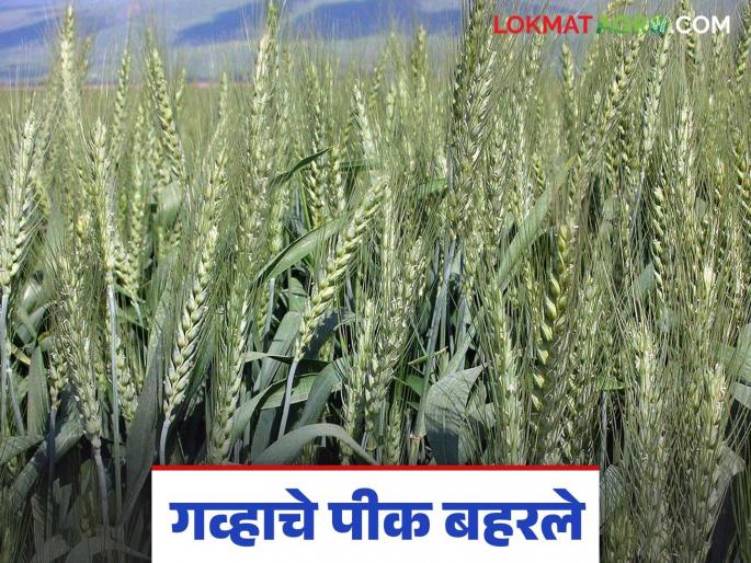 Wheat Crop: latest news Will wheat be rich this year? Read in detail what was the impact of the favorable weather | Wheat Crop: यंदा गहू मालामाल करेल का? पोषक हवामानाचा काय झाला परिणाम वाचा सविस्तर Wheat Crop: latest news Will wheat be rich this year? Read in detail what was the impact of the favorable weather | Wheat Crop: यंदा गहू मालामाल करेल का? पोषक हवामानाचा काय झाला परिणाम वाचा सविस्तर