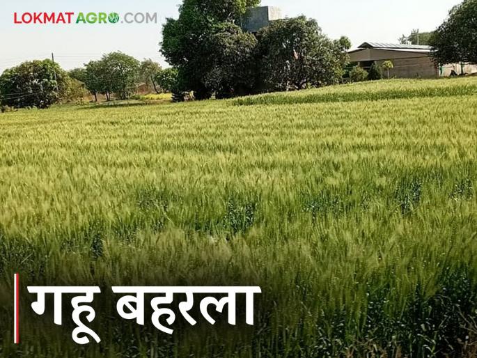 Wheat Crop Cultivation: Green shawl covering the fields Read in detail | Wheat Crop Cultivation : शेतशिवाराने पांघरला हिरवा शालू वाचा सविस्तर Wheat Crop Cultivation: Green shawl covering the fields Read in detail | Wheat Crop Cultivation : शेतशिवाराने पांघरला हिरवा शालू वाचा सविस्तर