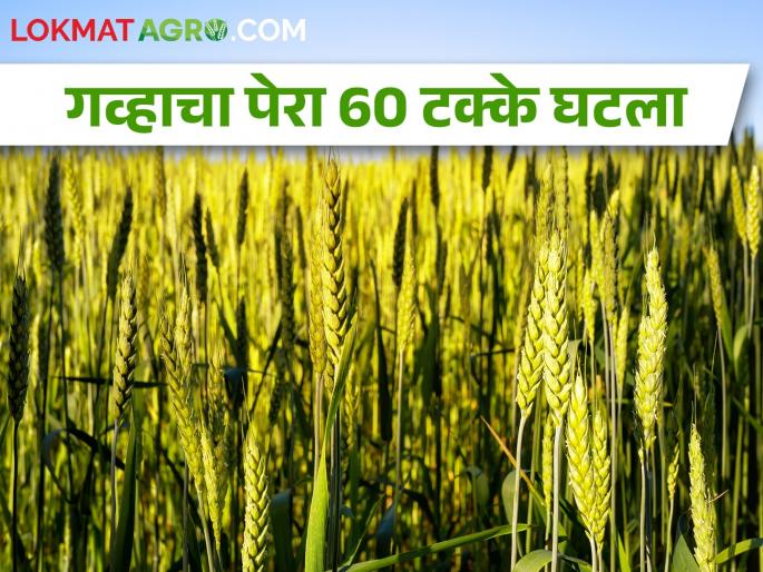 Latest News Wheat sowing has decreased by 60 percent across in maharashtra | यंदा गव्हाचे उत्पादन घटणार? अवकाळी पावसाचा फटका  Latest News Wheat sowing has decreased by 60 percent across in maharashtra | यंदा गव्हाचे उत्पादन घटणार? अवकाळी पावसाचा फटका