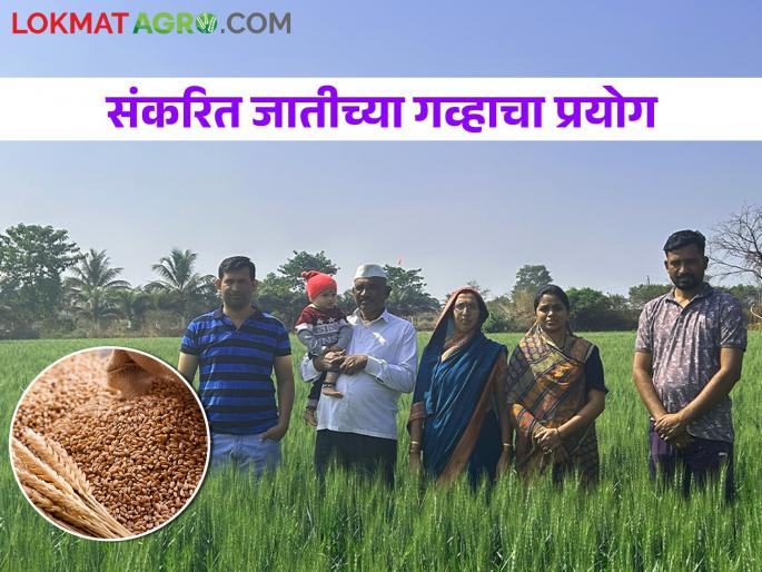 Cultivation of hybrid wheat in 15 acres, graduate farmer's experiment successful | पंधरा एकरात संकरित गव्हाची लागवड, पदवीधर शेतकऱ्याचा प्रयोग यशस्वी