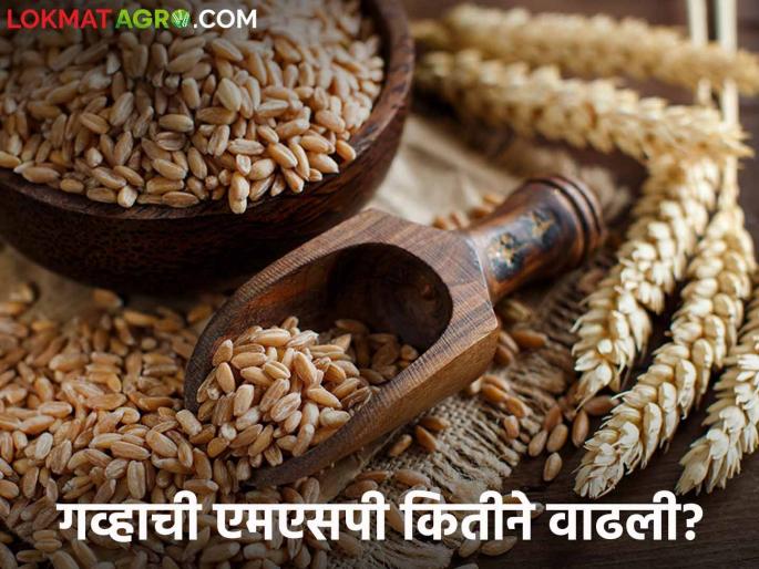 Latest News Wheat MSP How much has minimum support price of wheat increased in 14 years Read in detail  | Wheat MSP : गव्हाच्या किमान आधारभूत किंमतीत 14 वर्षांत किती वाढ झाली? वाचा सविस्तर 