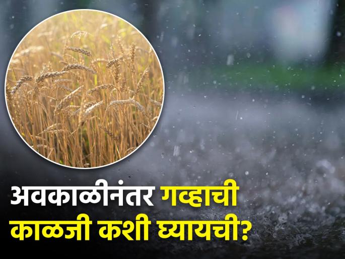 Latest News Management of wheat crop after unseasonal rains | अवकाळी पावसानंतर गव्हाची काळजी कशी घ्यायची? Latest News Management of wheat crop after unseasonal rains | अवकाळी पावसानंतर गव्हाची काळजी कशी घ्यायची?