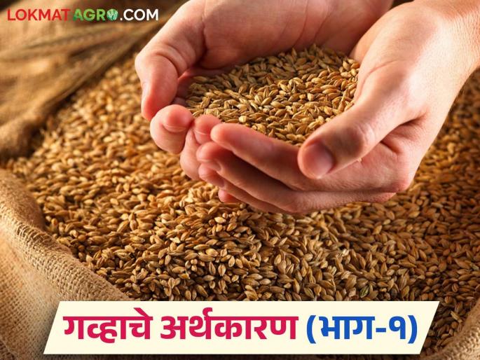 Wheat Market: latest news Know the economics of wheat in detail | Wheat Market : गव्हाचे अर्थकारण कसे आहे ते जाणून घ्या सविस्तर