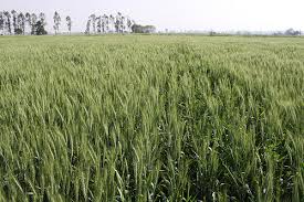 Wheat sowing area decline in Amravati section | अमरावती विभागातील शेतकऱ्यांची गव्हाच्या पेऱ्याकडे पाठ Wheat sowing area decline in Amravati section | अमरावती विभागातील शेतकऱ्यांची गव्हाच्या पेऱ्याकडे पाठ