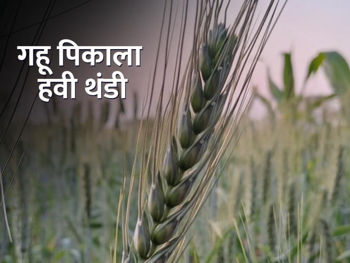 Abundant production of wheat requires favorable climate along with water | गव्हाच्या भरघोस उत्पादनासाठी पाण्याबरोबरच हवामानाची अनुकूलता आवश्यक Abundant production of wheat requires favorable climate along with water | गव्हाच्या भरघोस उत्पादनासाठी पाण्याबरोबरच हवामानाची अनुकूलता आवश्यक