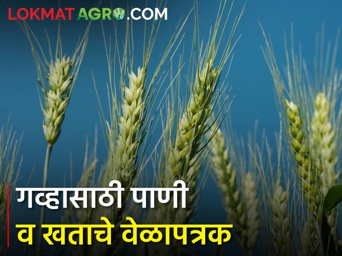 How to manage fertilizer and water management in wheat crop? | गहू पिकातील खत व पाणी व्यवस्थापन कसे कराल? How to manage fertilizer and water management in wheat crop? | गहू पिकातील खत व पाणी व्यवस्थापन कसे कराल?