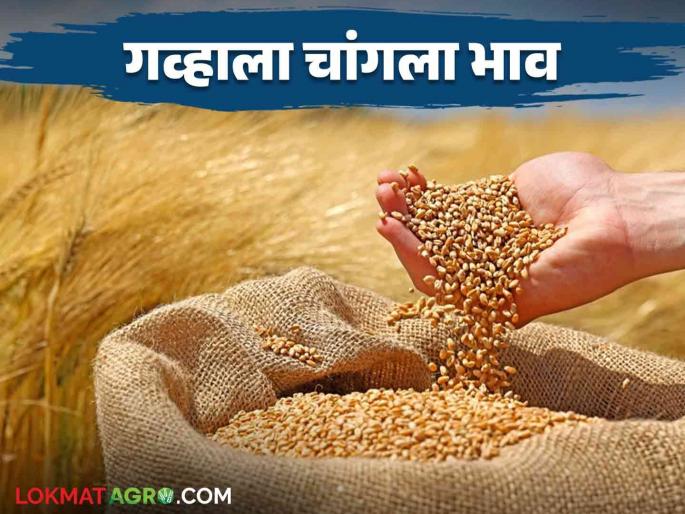 Wheat Market : The price of wheat is increasing per quintal ; Farmers will get relief  | Wheat Market : गव्हाच्या दरात क्विंटलमागे होतेय भाववाढ ; शेतकऱ्यांना मिळणार दिलासा  Wheat Market : The price of wheat is increasing per quintal ; Farmers will get relief  | Wheat Market : गव्हाच्या दरात क्विंटलमागे होतेय भाववाढ ; शेतकऱ्यांना मिळणार दिलासा