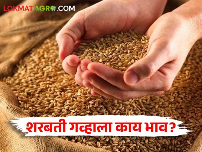 Latest News Todays wheat Market Price in market price Read today's detailed market prices | Wheat Market : कुठल्या गव्हाला कुठे-काय भाव मिळाला? वाचा आजचे सविस्तर बाजारभाव Latest News Todays wheat Market Price in market price Read today's detailed market prices | Wheat Market : कुठल्या गव्हाला कुठे-काय भाव मिळाला? वाचा आजचे सविस्तर बाजारभाव