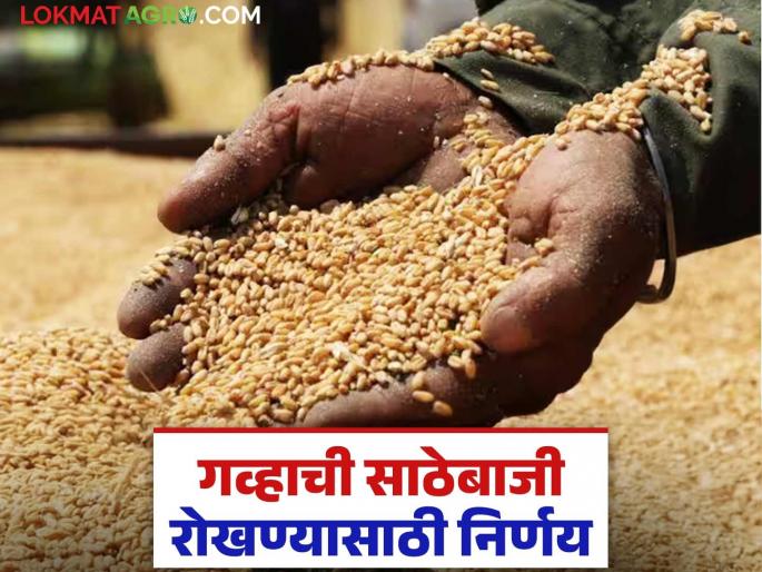 Wheat Market: latest news Action will be taken against those hoarding wheat; Know the reason in detail | Wheat Market: गव्हाची साठेबाजी करणाऱ्यांवर होणार कारवाई; काय आहे कारण जाणून घ्या सविस्तर Wheat Market: latest news Action will be taken against those hoarding wheat; Know the reason in detail | Wheat Market: गव्हाची साठेबाजी करणाऱ्यांवर होणार कारवाई; काय आहे कारण जाणून घ्या सविस्तर