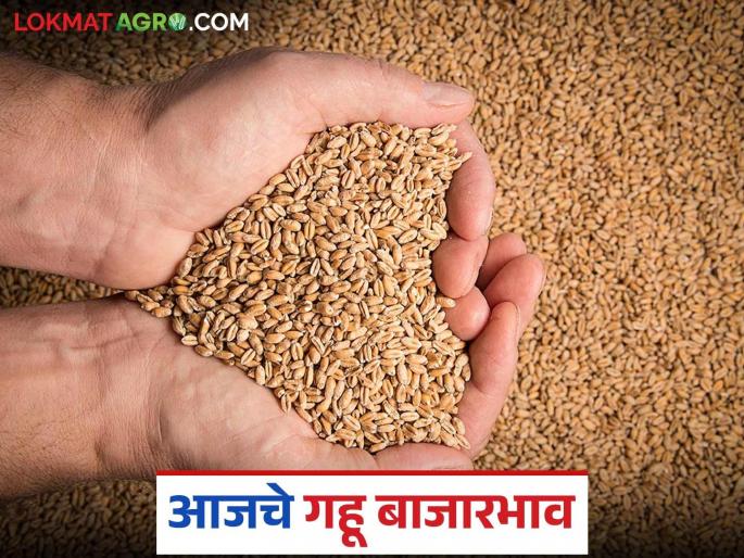 Wheat Market: Wheat arrivals in the market committee are starting to decline; Read in detail how the prices were obtained | Wheat Market: बाजार समितीमध्ये गव्हाच्या आवकेत घसरण सुरू; कसे मिळाले दर ते वाचा सविस्तर Wheat Market: Wheat arrivals in the market committee are starting to decline; Read in detail how the prices were obtained | Wheat Market: बाजार समितीमध्ये गव्हाच्या आवकेत घसरण सुरू; कसे मिळाले दर ते वाचा सविस्तर