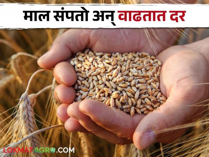 Wheat Rate 20 rupees per kg selling price for farmers' wheat; Consumers the same wheat buying for 35 rupees! | Wheat Rate शेतकऱ्यांच्या गव्हाला विकायला २० रुपये किलो दर; ग्राहकांना तोच गहू मिळतो ३५ रुपयांत! Wheat Rate 20 rupees per kg selling price for farmers' wheat; Consumers the same wheat buying for 35 rupees! | Wheat Rate शेतकऱ्यांच्या गव्हाला विकायला २० रुपये किलो दर; ग्राहकांना तोच गहू मिळतो ३५ रुपयांत!