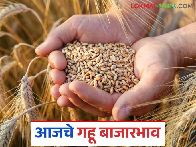 Wheat market price: Know today's wheat market price in the state, from Sharbati to Bansi variety | Gahu Bajar Bhav : शरबती पासून ते बन्सी वाणापर्यंत जाणून राज्यातील आजचे गहू बाजारभाव Wheat market price: Know today's wheat market price in the state, from Sharbati to Bansi variety | Gahu Bajar Bhav : शरबती पासून ते बन्सी वाणापर्यंत जाणून राज्यातील आजचे गहू बाजारभाव