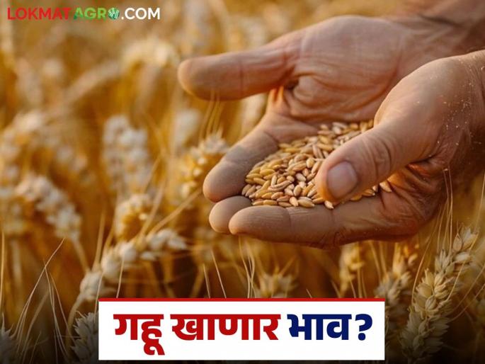 Wheat Market Rate: Wheat prices will increase; Read what is the situation in the market | Wheat Market Rate : गव्हाचे दर वधारणार; वाचा बाजारात काय आहे स्थिती Wheat Market Rate: Wheat prices will increase; Read what is the situation in the market | Wheat Market Rate : गव्हाचे दर वधारणार; वाचा बाजारात काय आहे स्थिती