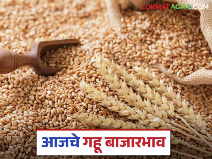 Wheat Market: Wheat prices stable in the market; Read in detail how much has been received | Wheat Market : बाजारात गव्हाचे भाव स्थिर; किती झाली आवक ते वाचा सविस्तर Wheat Market: Wheat prices stable in the market; Read in detail how much has been received | Wheat Market : बाजारात गव्हाचे भाव स्थिर; किती झाली आवक ते वाचा सविस्तर