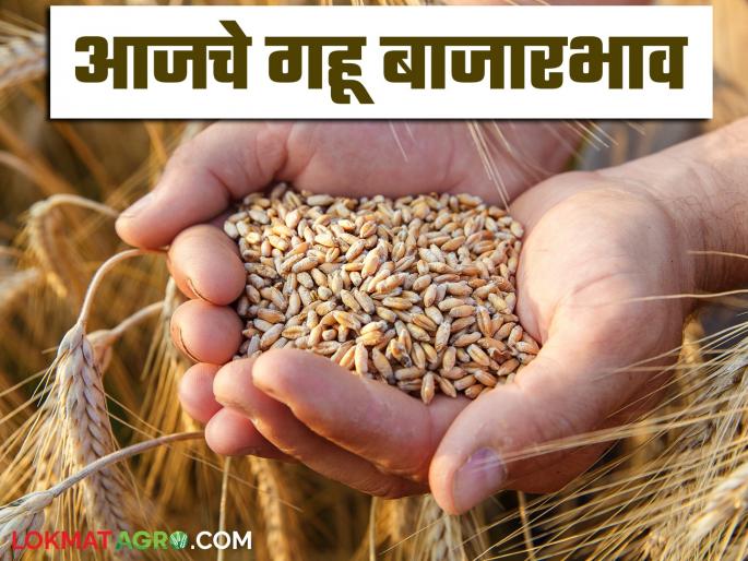 Wheat Market: latest news Big drop in wheat arrivals; Read in detail how the price was obtained | Wheat Market: गव्हाच्या आवकेत मोठी घसरण; कसा मिळाला दर ते वाचा सविस्तर Wheat Market: latest news Big drop in wheat arrivals; Read in detail how the price was obtained | Wheat Market: गव्हाच्या आवकेत मोठी घसरण; कसा मिळाला दर ते वाचा सविस्तर