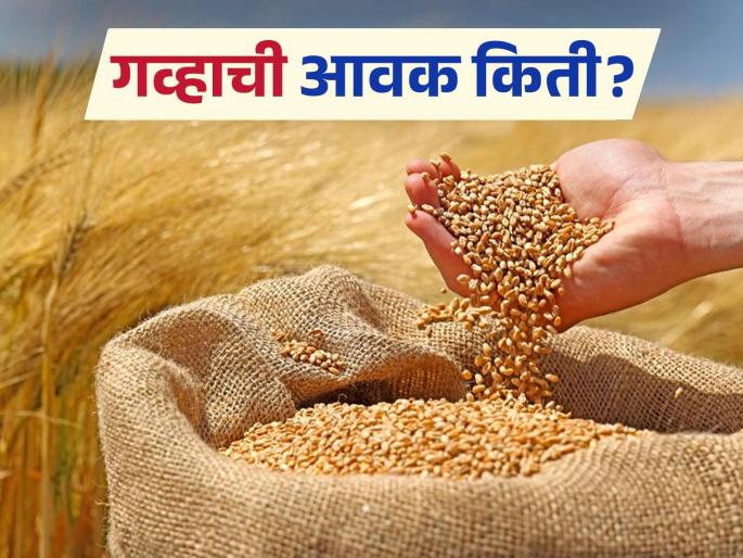 Wheat Market: The arrival of 'this' variety of wheat in the market is the highest; Read in detail how the price was obtained | Wheat Market : बाजारात 'या' जातीच्या गव्हाची आवक सर्वाधिक; कसा मिळाला दर ते वाचा सविस्तर Wheat Market: The arrival of 'this' variety of wheat in the market is the highest; Read in detail how the price was obtained | Wheat Market : बाजारात 'या' जातीच्या गव्हाची आवक सर्वाधिक; कसा मिळाला दर ते वाचा सविस्तर