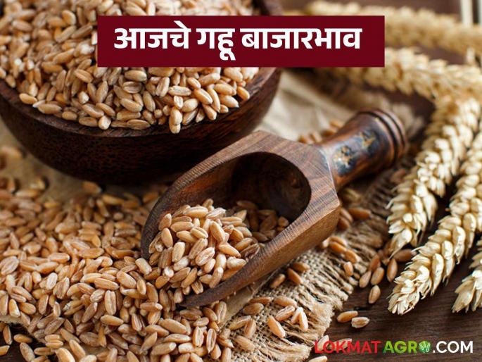 Wheat Market: Improvement in wheat arrivals; Know today's market prices in detail | Wheat Market: गव्हाच्या आवकेत सुधारणा; जाणून घ्या आजचे बाजारभाव सविस्तर Wheat Market: Improvement in wheat arrivals; Know today's market prices in detail | Wheat Market: गव्हाच्या आवकेत सुधारणा; जाणून घ्या आजचे बाजारभाव सविस्तर