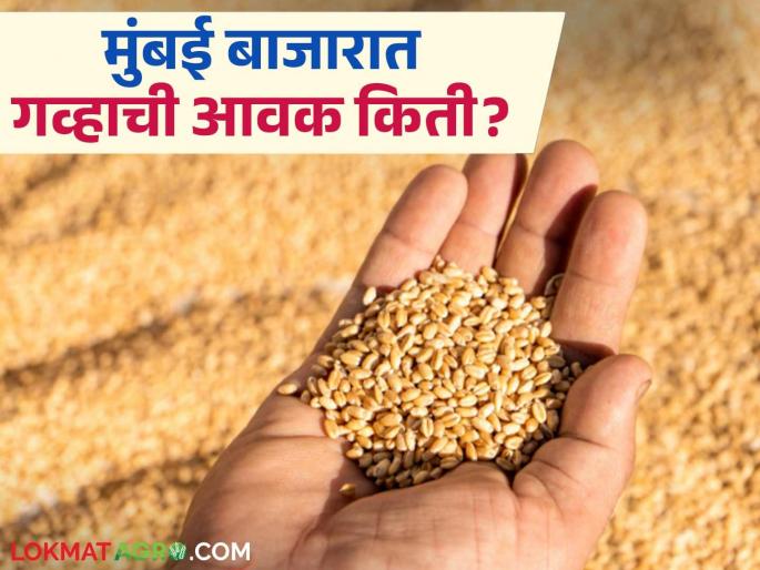 Wheat Market: Decrease in wheat arrivals in Mumbai market, know the market price in detail | Wheat Market : मुंबई बाजारात गव्हाच्या आवकेत घट जाणून घ्या बाजारभाव सविस्तर Wheat Market: Decrease in wheat arrivals in Mumbai market, know the market price in detail | Wheat Market : मुंबई बाजारात गव्हाच्या आवकेत घट जाणून घ्या बाजारभाव सविस्तर