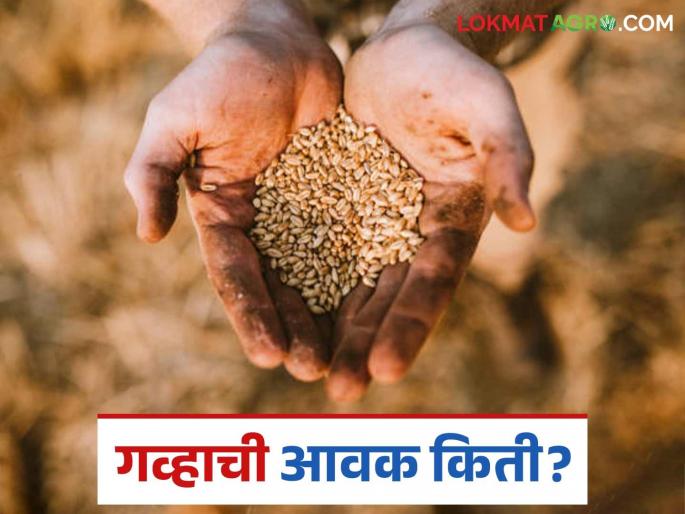 Wheat Market: Increase in wheat supply in Karanja market; Read in detail how the price was obtained | Wheat Market: कारंजा बाजारात गव्हाच्या अवकेत वाढ; कसा मिळाला दर ते वाचा सविस्तर Wheat Market: Increase in wheat supply in Karanja market; Read in detail how the price was obtained | Wheat Market: कारंजा बाजारात गव्हाच्या अवकेत वाढ; कसा मिळाला दर ते वाचा सविस्तर