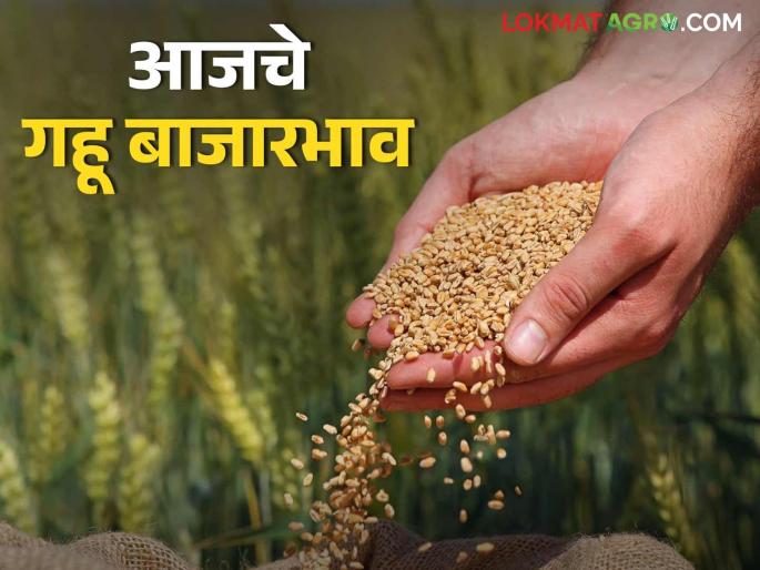 Wheat Market: latest news Wheat prices stable in Mumbai market; Know today's wheat market prices in detail | Wheat Market: मुंबई बाजारात गव्हाचे दर स्थिर; जाणून घ्या आजचे गहू बाजारभाव सविस्तर Wheat Market: latest news Wheat prices stable in Mumbai market; Know today's wheat market prices in detail | Wheat Market: मुंबई बाजारात गव्हाचे दर स्थिर; जाणून घ्या आजचे गहू बाजारभाव सविस्तर
