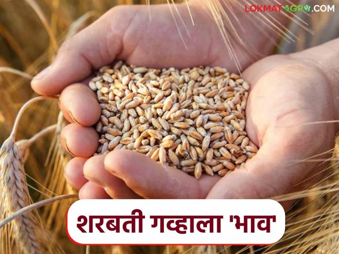 Wheat Market: Sharbati wheat reaches highest price in this market; Read today's wheat market price in detail | Wheat Market: शरबती गव्हाला 'या' बाजारात उच्चांकी दर; वाचा आजचे गहू बाजारभाव सविस्तर