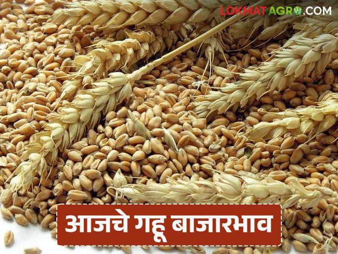Wheat Market: How much wheat has arrived in Daund, Sillod markets; Read in detail how the price was obtained | Wheat Market : दौंड, सिल्लोड बाजारात गव्हाची आवक किती; कसा मिळाला दर ते वाचा सविस्तर Wheat Market: How much wheat has arrived in Daund, Sillod markets; Read in detail how the price was obtained | Wheat Market : दौंड, सिल्लोड बाजारात गव्हाची आवक किती; कसा मिळाला दर ते वाचा सविस्तर