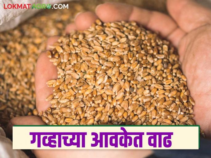 Gahu Bajar bhav: latest news Know in detail how wheat got its price in the state market committee | Gahu Bajar bhav: राज्यातील बाजार समितीमध्ये गव्हाला कसे मिळाले दर जाणून घ्या सविस्तर Gahu Bajar bhav: latest news Know in detail how wheat got its price in the state market committee | Gahu Bajar bhav: राज्यातील बाजार समितीमध्ये गव्हाला कसे मिळाले दर जाणून घ्या सविस्तर