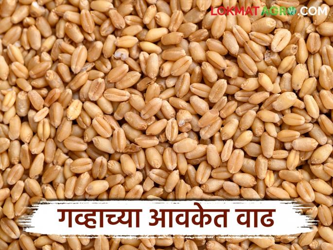 latest news Wheat Market: Increase in wheat arrivals in the state, but prices remain stable; Know the prices in which market | Wheat Market: राज्यात गव्हाच्या आवकेत वाढ, दर मात्र स्थिरच; जाणून घ्या कुठल्या बाजारात किती भाव