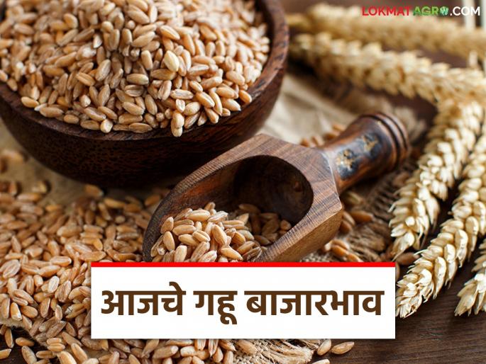 Wheat Market: How much wheat is arriving in the state market committee; Read the current price in detail | Wheat Market : राज्यातील बाजार समितीमध्ये गव्हाची आवक किती; सध्या काय मिळतोय दर ते वाचा सविस्तर Wheat Market: How much wheat is arriving in the state market committee; Read the current price in detail | Wheat Market : राज्यातील बाजार समितीमध्ये गव्हाची आवक किती; सध्या काय मिळतोय दर ते वाचा सविस्तर