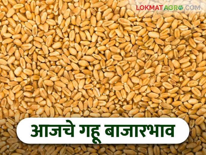 latest news Wheat Market: Wheat Price Update: What was the price in your market? Know in detail | Wheat Market : गहू दर अपडेट: तुमच्या बाजारात काय भाव मिळाला? जाणून घ्या सविस्तर