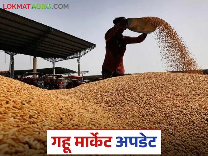 Wheat Market: latest news Find out in detail the arrival of wheat in which market in the state market committee | Gahu Bajar bhav: राज्यातील बाजार समितीमध्ये कोणत्या बाजारात गव्हाची आवक किती जाणून घ्या सविस्तर Wheat Market: latest news Find out in detail the arrival of wheat in which market in the state market committee | Gahu Bajar bhav: राज्यातील बाजार समितीमध्ये कोणत्या बाजारात गव्हाची आवक किती जाणून घ्या सविस्तर