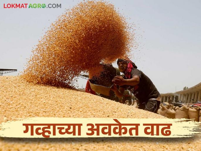 Wheat Market: Wheat got the highest price in Mumbai market; Read today's market price | Wheat Market : मुंबई बाजारात गव्हाला मिळाला सर्वाधिक दर; वाचा आजचे बाजारभाव