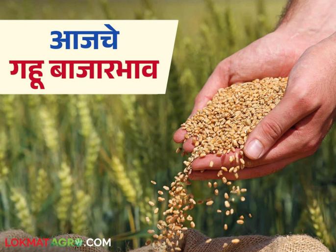 Wheat Market: Local wheat demand in the market; Read in detail how it is getting its price | Wheat Market : लोकल गव्हाचा बाजारात बोलबाला; कसा मिळतोय भाव ते वाचा सविस्तर Wheat Market: Local wheat demand in the market; Read in detail how it is getting its price | Wheat Market : लोकल गव्हाचा बाजारात बोलबाला; कसा मिळतोय भाव ते वाचा सविस्तर