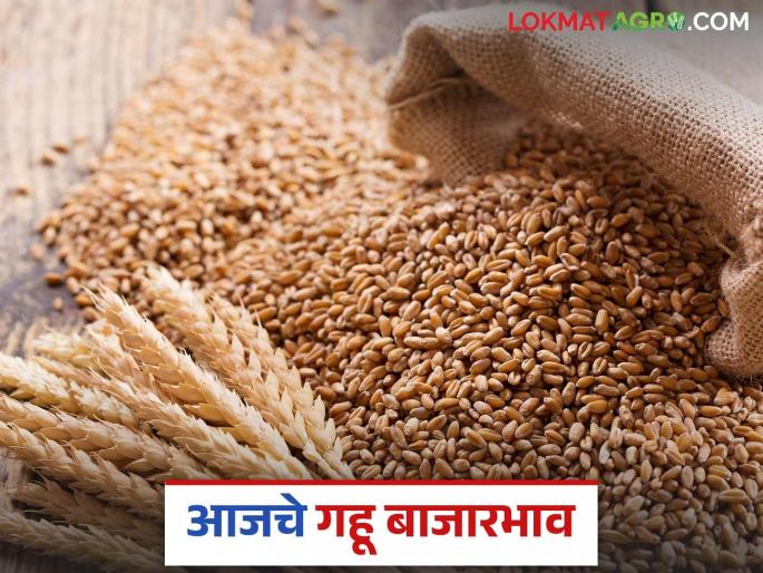 Wheat Market: latest news How much Sharbati wheat has arrived in the market; Read in detail how the price was obtained | Wheat Market : शरबती गव्हाची बाजारात आवक किती; कसा मिळाला दर ते वाचा सविस्तर Wheat Market: latest news How much Sharbati wheat has arrived in the market; Read in detail how the price was obtained | Wheat Market : शरबती गव्हाची बाजारात आवक किती; कसा मिळाला दर ते वाचा सविस्तर