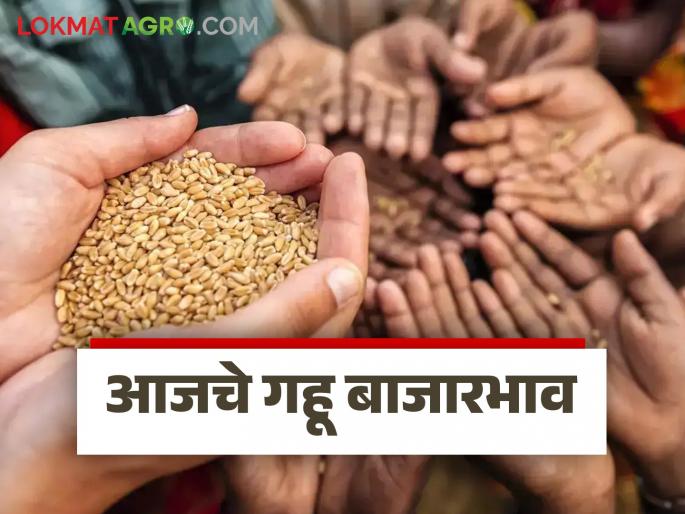 Wheat Market: latest news Demand for local variety of wheat in Mumbai to Paranda markets; Know today's market price | Gahu Bajar Bhav: मुंबई ते परांडा बाजारात लोकल जातीच्या गव्हाला मागणी; जाणून घ्या आजचे बाजारभाव