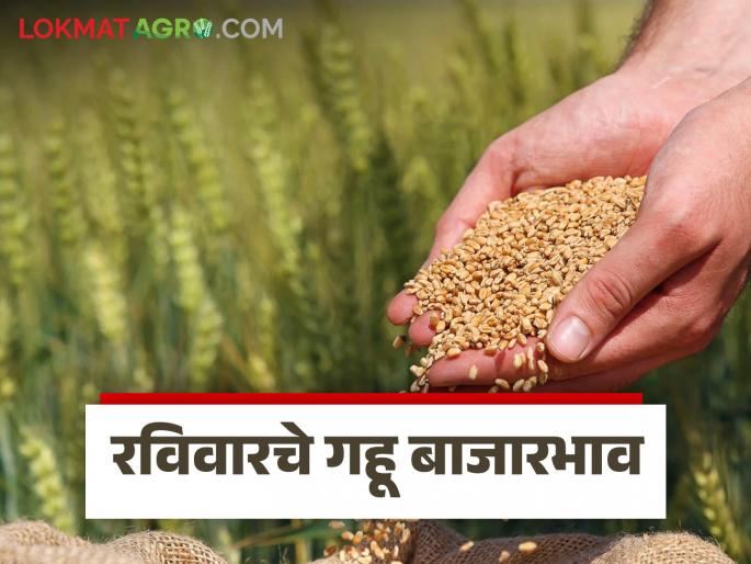 Wheat Market: How much Arjun wheat has arrived in the market; Read in detail how the price was obtained | Wheat Market : अर्जुन गव्हाची बाजारात आवक किती; कसा मिळाला दर ते वाचा सविस्तर