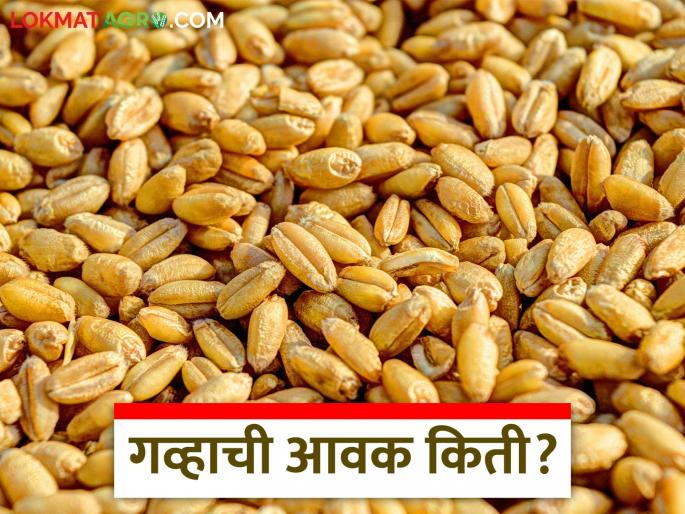 Wheat Market Price: latest news Fluctuations in wheat arrivals; Read today's market price in detail | Gahu Bajar Bhav: गव्हाच्या आवकेत चढ-उतार; वाचा आजचे बाजारभाव सविस्तर Wheat Market Price: latest news Fluctuations in wheat arrivals; Read today's market price in detail | Gahu Bajar Bhav: गव्हाच्या आवकेत चढ-उतार; वाचा आजचे बाजारभाव सविस्तर