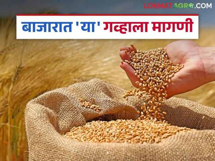 Wheat Market: Local wheat arrivals are increasing in the market; Read in detail how the price is being obtained | Wheat Market: लोकल गव्हाची बाजारात वाढतेय आवक; कसा मिळतोय दर ते वाचा सविस्तर Wheat Market: Local wheat arrivals are increasing in the market; Read in detail how the price is being obtained | Wheat Market: लोकल गव्हाची बाजारात वाढतेय आवक; कसा मिळतोय दर ते वाचा सविस्तर