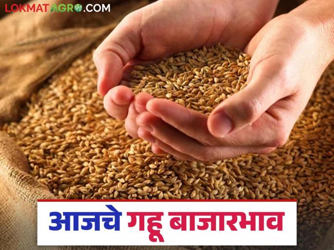 Wheat Market: latest news Wheat inflow 26 thousand quintals; Read the detailed rate | Wheat Market :गव्हाची आवक २६ हजार क्विंटल; असा मिळाला दर वाचा सविस्तर