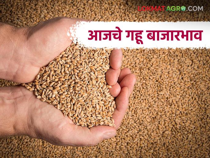 Wheat Market: What are the changes in wheat market prices? Know today's updates | Gahu BajarBhav: गव्हाच्या बाजारभावांमध्ये काय बदल? जाणून घ्या आजचे अपडेट